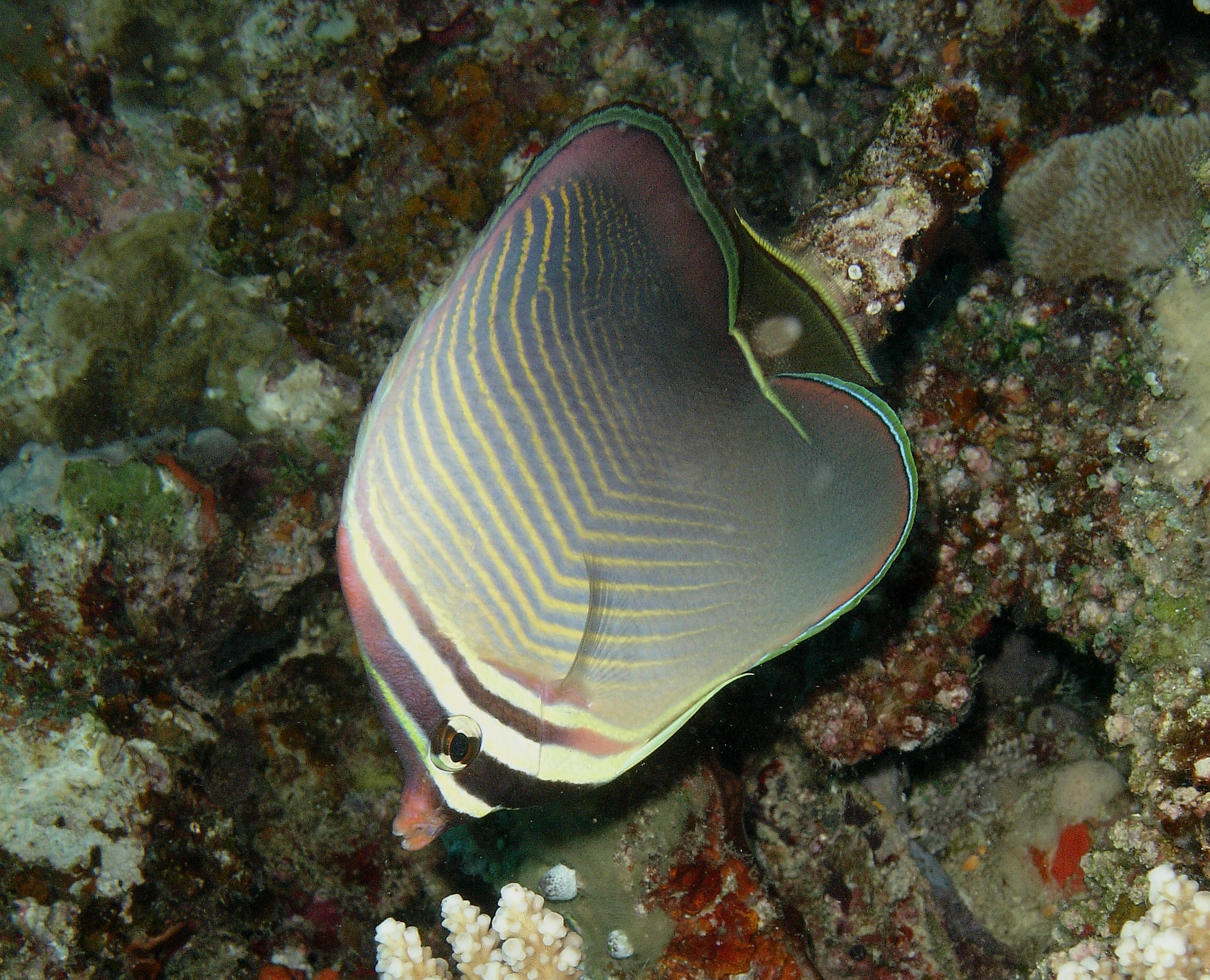 Chaetodon baronessa Cuvier, 1829